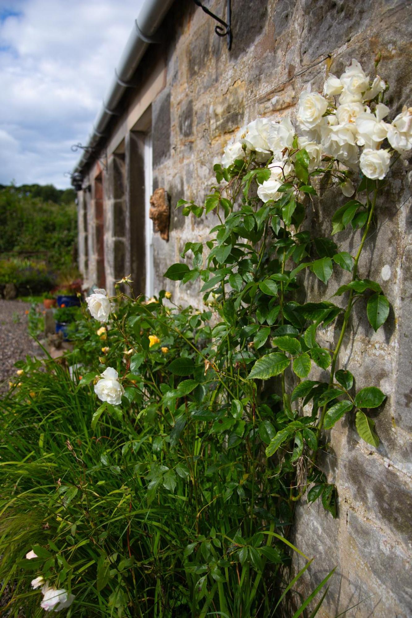 Balmungo Cottage B&B St Andrews Exterior foto